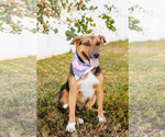 Small #7 Beagle-Collie Mix