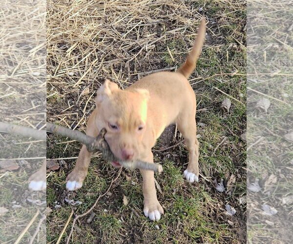 Medium Photo #10 Golden Retriever-Unknown Mix Puppy For Sale in Columbus, IN, USA