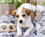 Lil' Kim - Female Great Pyrenees-Unknown Mix Dog for Adoption - Small photo