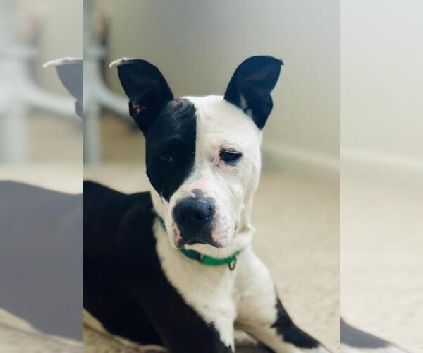 Medium Photo #1 Mutt Puppy For Sale in Incline Village, NV, USA