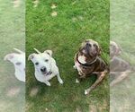 Small #14 American Bulldog Mix