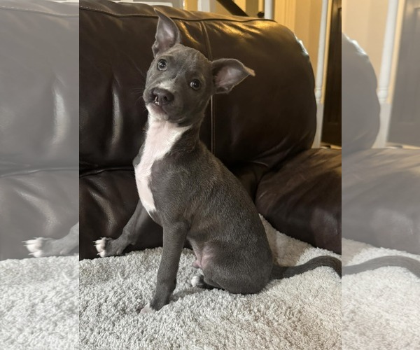 Medium Photo #3 Chihuahua-Unknown Mix Puppy For Sale in The Woodlands, TX, USA