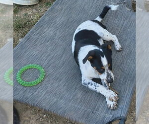 Australian Shepherd-Red Heeler Mix Dogs for adoption in Stover, MO, USA
