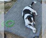 Millie Mae - Female Australian Shepherd-Red Heeler Mix Dog for Adoption - Small photo