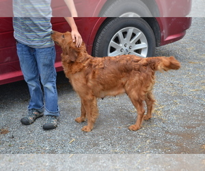 Mother of the Golden Retriever puppies born on 05/26/2025