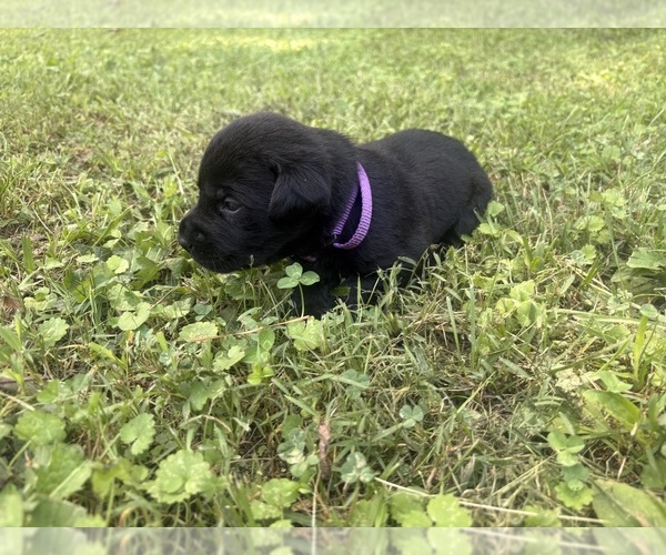Medium Photo #1 Labrador Retriever Puppy For Sale in CEDAR BLUFF, AL, USA