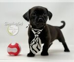 Small Photo #1 Chiweenie Puppy For Sale in Benton, LA, USA