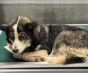 Siberian Husky-Unknown Mix Dogs for adoption in Conroe, TX, USA