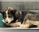 Small Siberian Husky Mix