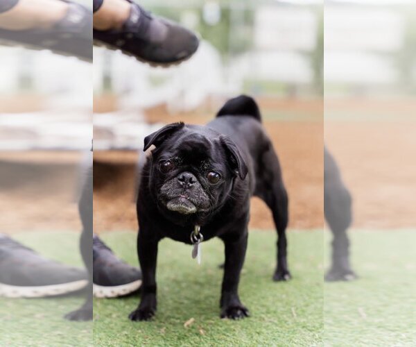 Medium Photo #4 Pug Puppy For Sale in  Ramona, CA, USA