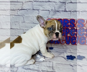 French Bulldog Puppy for sale in ELKHORN, WI, USA