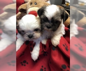 Shih Tzu Puppy for sale in CANONSBURG, PA, USA