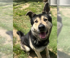 Tri Tip - Male Akita-German Shepherd Dog Mix Dog for Adoption - Photo #4