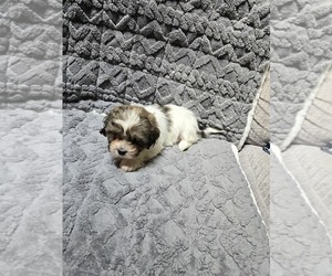Zuchon Puppy for sale in NEOSHO, WI, USA