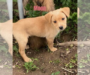 Mutt Dogs for adoption in South Bend, IN, USA