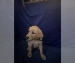 Small Photo #4 Golden Retriever Puppy For Sale in SAN FERNANDO, CA, USA
