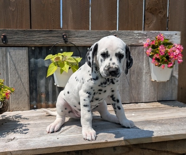 Medium Photo #49 Dalmatian Puppy For Sale in GOSHEN, IN, USA