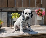 Small Photo #49 Dalmatian Puppy For Sale in GOSHEN, IN, USA