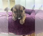 Small #2 Yorkshire Terrier
