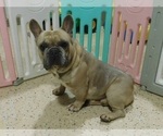 Small Photo #1 French Bulldog Puppy For Sale in NEW CASTLE, PA, USA