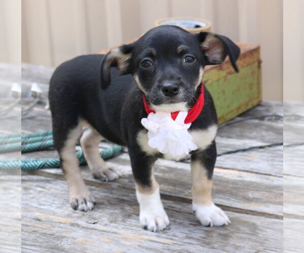 Medium Photo #1 Chiweenie Puppy For Sale in Bandera, TX, USA