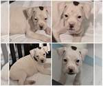 Litter of 4 - Male(s) and Female(s) BoxerLitter of Puppies for Sale - Photo #5