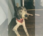 Small #1 Poodle (Standard)