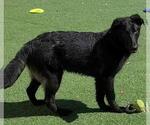 Small #11 Labrador Retriever Mix