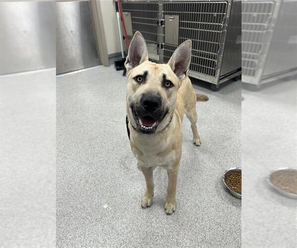 Medium Photo #2 German Shepherd Dog-Unknown Mix Puppy For Sale in Elk Grove, CA, USA