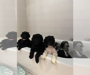 Poodle (Standard) Puppy for sale in RALEIGH, NC, USA