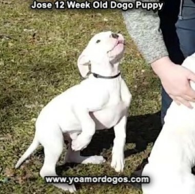 Medium Photo #75 Dogo Argentino Puppy For Sale in PINEVILLE, MO, USA