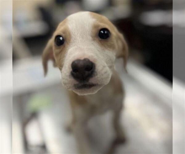 Medium Photo #1 Labbe Puppy For Sale in Center Township, PA, USA