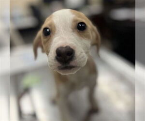 Labbe Dogs for adoption in Center Township, PA, USA