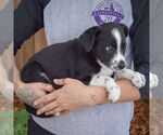 Small #1 Australian Shepherd Mix
