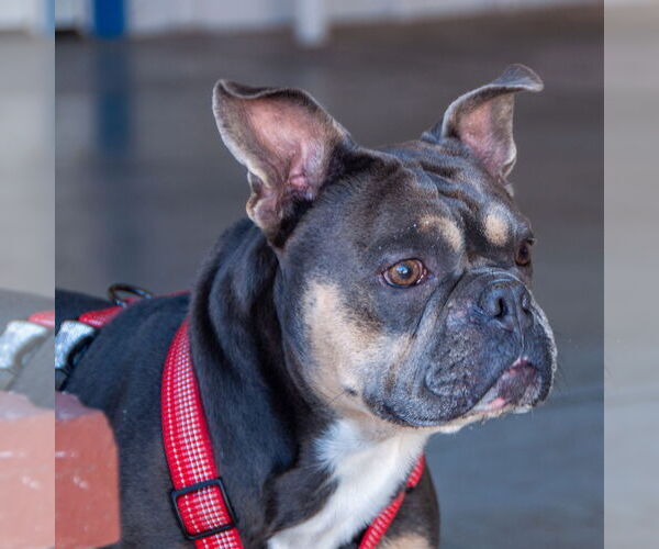 Medium Photo #2 Bulldog-Unknown Mix Puppy For Sale in San Jose, CA, USA