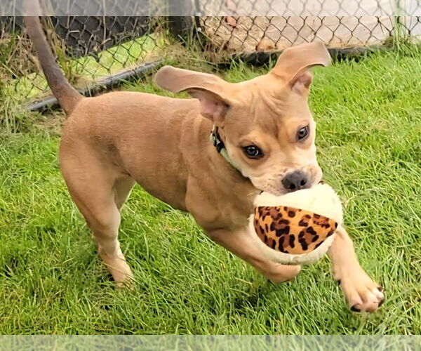 Medium Photo #2 American Staffordshire Terrier-Unknown Mix Puppy For Sale in Bethesda, MD, USA