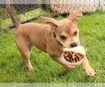 Small #1 American Staffordshire Terrier Mix