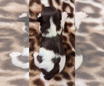 Small #5 Havanese