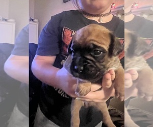 Boxer Puppy for sale in BURLINGTON, NC, USA