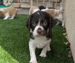 Image preview for Ad Listing. Nickname: AKC Boy 3