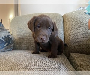 Labrador Retriever Puppy for sale in DAYTON, TN, USA