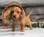 Small Photo #19 Dachshund Puppy For Sale in NAPPANEE, IN, USA