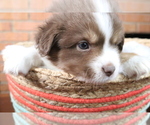 Small Photo #10 Miniature Australian Shepherd Puppy For Sale in STAFFORD, VA, USA