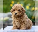 Small #1 Bichpoo