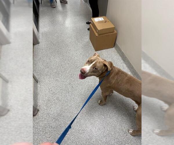 Medium Photo #1 American Pit Bull Terrier-Unknown Mix Puppy For Sale in Pasadena, TX, USA