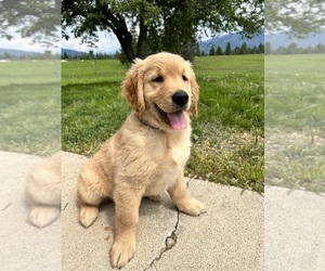 Golden Retriever Puppy for sale in PRIEST RIVER, ID, USA