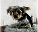 Small #1 Yorkshire Terrier
