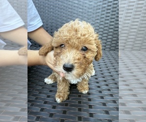 Medium Poodle (Toy)