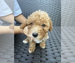 Puppy 2 Poodle (Toy)