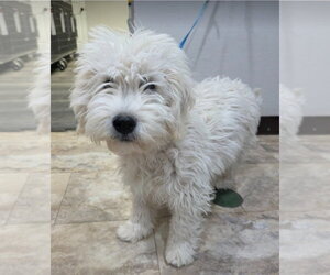 Mutt Dogs for adoption in Lakewood, CO, USA